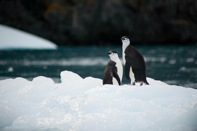 Exploration Cruise Antarctica Penguins Torsten Dederichs
